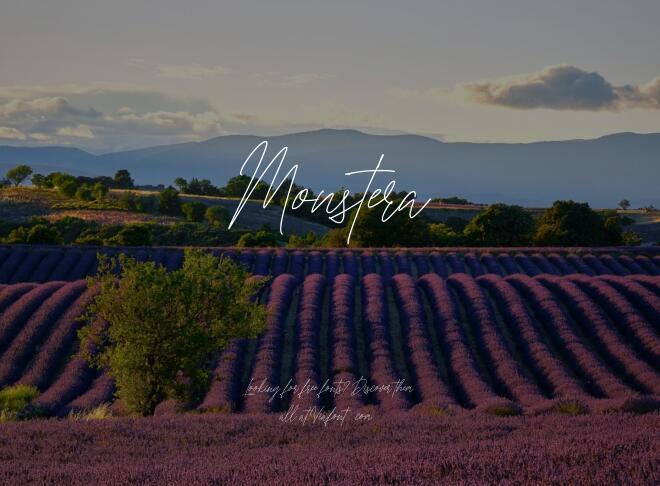 Monstera Font