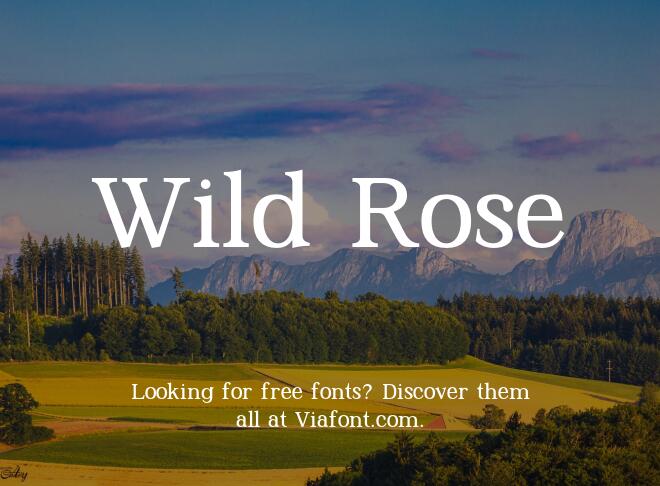 Wild Rose Font